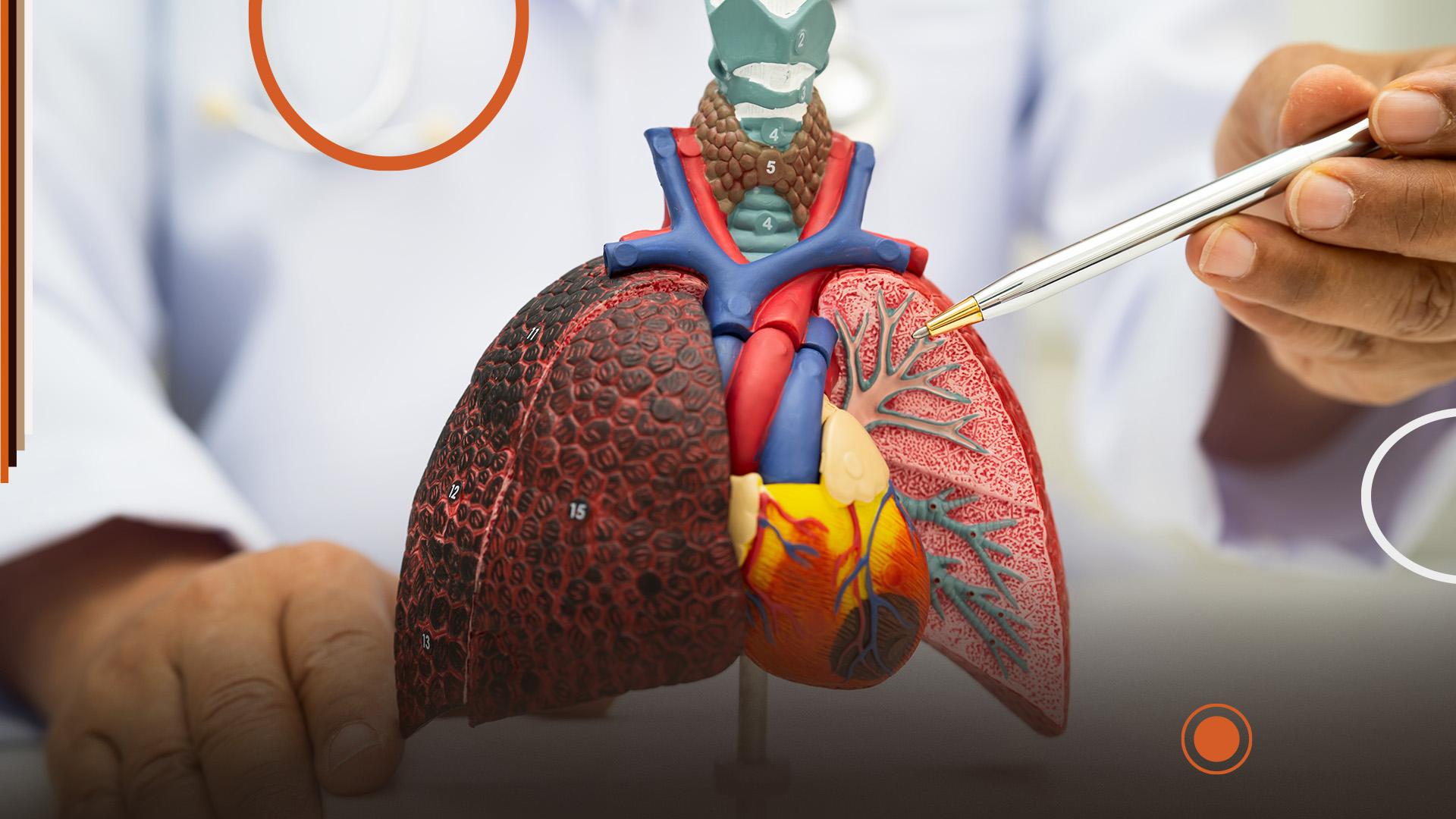 Cancers féminins : Modèle anatomique des poumons et du cœur humain manipulé par un professionnel de santé, avec un stylo pointant les ramifications pulmonaires.
